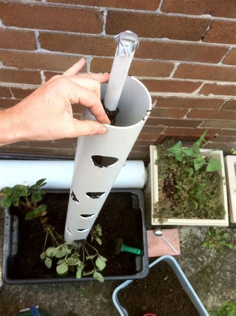 Vertical Gardening Using Pvc Piping Growing Strawberries Well