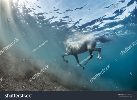 White Grey Horse Swimming Underwater View Stock Photo 1372193732 | Shutterstock