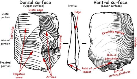 Lithic Flake Lithic Stone Age People Prehistory