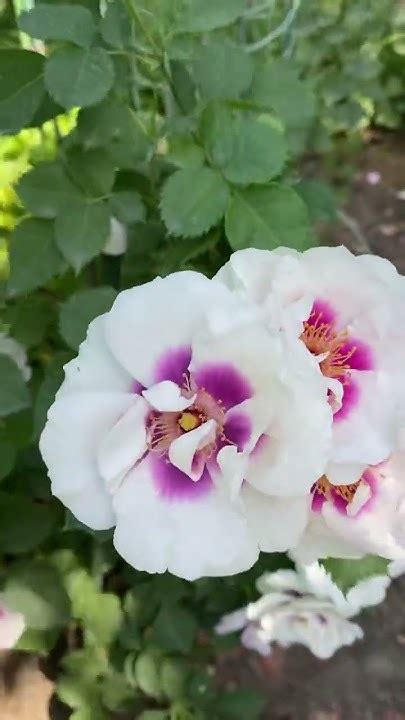 Айс фо Ю🌸🕊️🌸🕊️🌸25 мая 24г. - YouTube