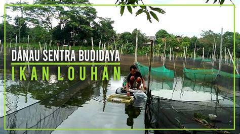 Sentra Budidaya Ikan Louhan Danau Seribu Keramba Pak Andul Part 1 2