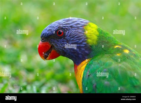 Rainbow Lorikeet Rainbow Lorikeet - Australian bird BIRDS in BACKYARDS Stock Photo - Alamy