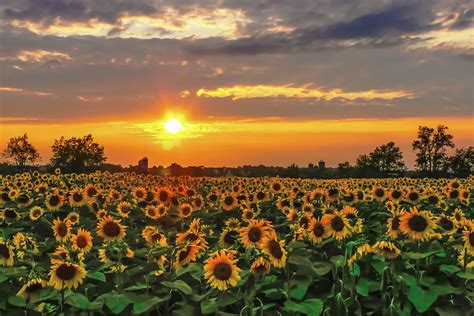 Sunflower-Sunset – EarthShare New Jersey