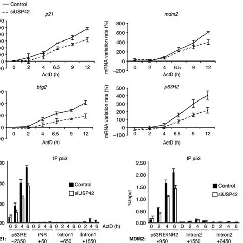 USP42 Depletion Delays Activation Of Several P53 Target Genes In