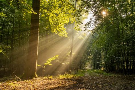 Sunlight Through Trees Pictures | Download Free Images on Unsplash