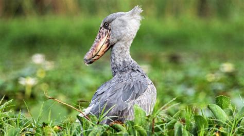 Shoebill Uganda Tours Safaris Trek Africa Expeditions