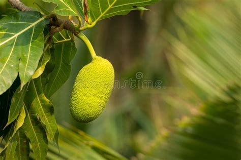 Breadfruit Tree Stock Image Image Of Fruits Bread Fruit 19201711