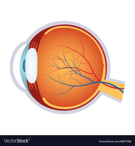labeling human eye diagram quizlet