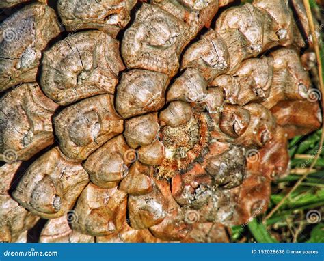 A closeup of a pine cone stock photo. Image of closeup - 152028636