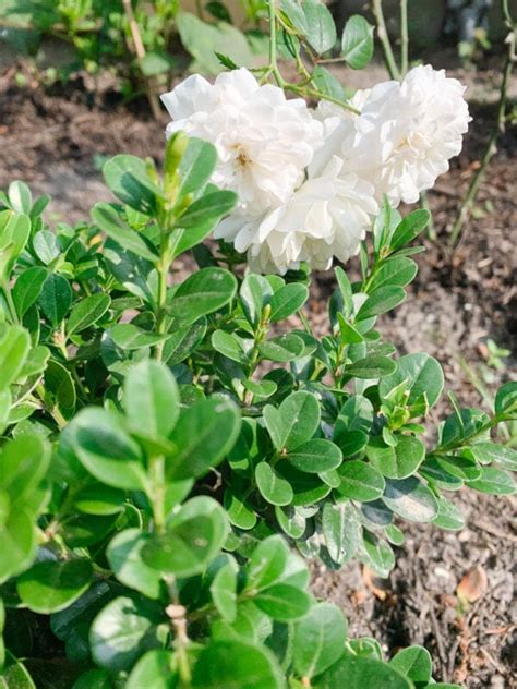 A Must Have Evergreen Shrub Sprinter Boxwood Hope And Hedges