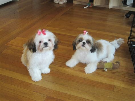 GROOMING - SHIH TZU'S BY ELAINE