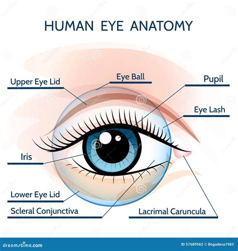 Anatomía Del Ojo Humano Ilustración Vectorial Vector De Stock 1592276 Crushpixel Ph