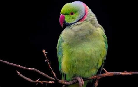 Rose Ringed Parakeet Online Jigsaw Puzzles