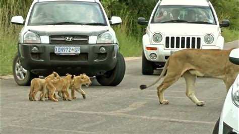 Lions With Cubs Blocking The Road In Kruger National Park Youtube