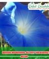 Benih Bunga Hias Morning Glory Heavenly Biru Bibit Buahku