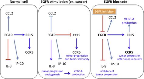 Role Of Ccl5 And Ccr5 Gene Polymorphisms In Epidermal Growth Factor