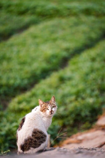 Gato Sentado En El Campo Foto Premium