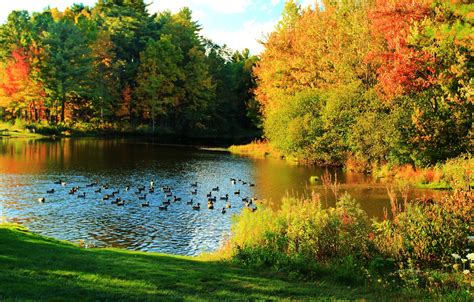 Wallpaper Pond Duck Colors Autumn Nature Autumn Pond Duck Images