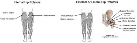 The Knee-Hip Connection: Muscles and movement