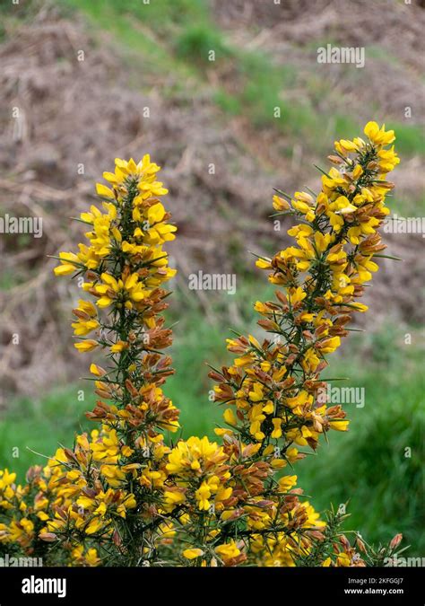 A Bush Inflorescences Of Beautiful Yellow Flowers A Plant Ulex