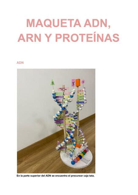 Maqueta ADN ARN y Proteínas Alba Perez torres uDocz