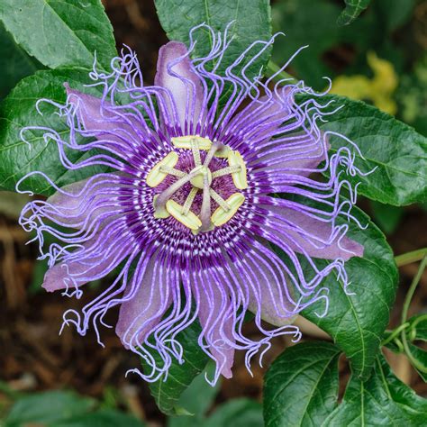 Passiflora Incarnata Passiflore Officinale à Fleurs Blanches Et Mauves