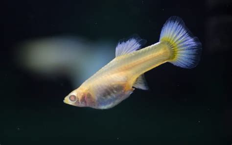 Rare Guppy Fish Species: A Fascinating World Below Surface