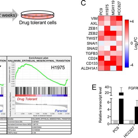 Increased Expression Of Fibroblast Growth Factor Receptor 3 FGFR3 In