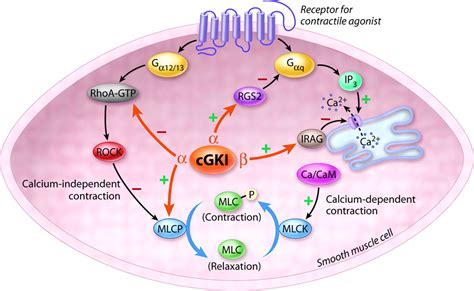 Cgmp Dependent Protein Kinase I And Smooth Muscle Relaxation