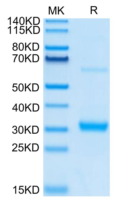 Human Clec A Protein Cle Hm A Kactus