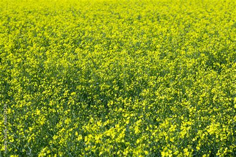 Field of Rapeseed Stock Photo | Adobe Stock