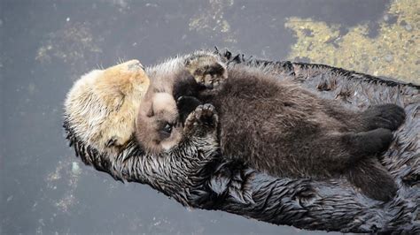 This Baby Otter Just Wants To Take A Little Baby Otter Nap