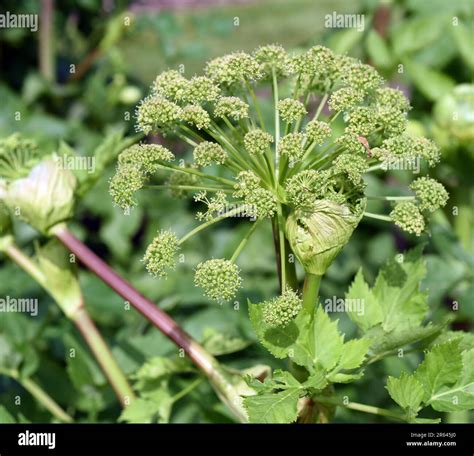 Engelwurz Angelica Archangelica Gehoert Zu Den Wildpflanze Mit