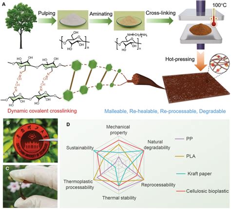 Design Strategy And Key Features Of The Cellulosic Bioplastic A Download Scientific Diagram