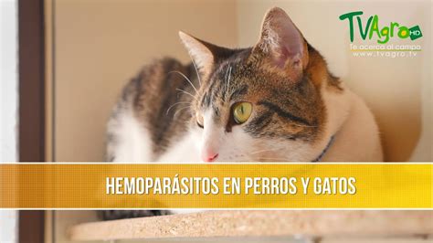 Hemoparasitos En Perros Y Gatos TvAgro Por Juan Gonzalo Angel Restrepo