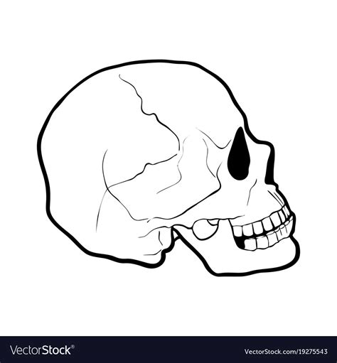 Human Skull Outline Drawing