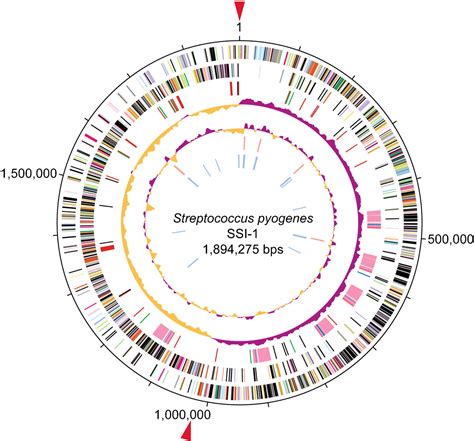 Genome Sequence Of An M Strain Of Streptococcus Pyogenes Reveals A