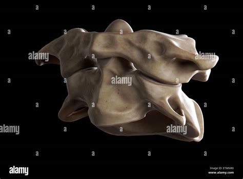 Atlas Vertebra Hi Res Stock Photography And Images Alamy