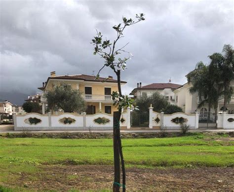 Basso Lazio Informazioni Essenziali Fondi Al Via La Riforestazione