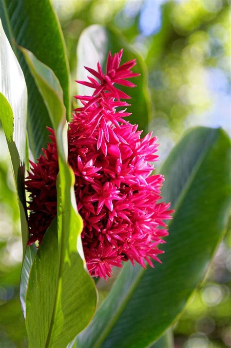 Visit Of Harrison Smith Botanical Garden A Nice Place On Tahiti Island