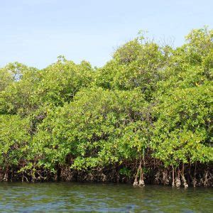 A la découverte de lîle de Ngor Bonjour Sénégal