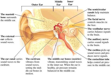 Anatomy Of The Ear Source Download Scientific Diagram