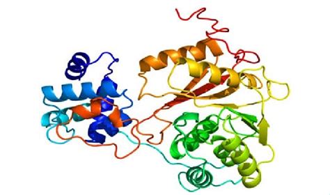 Predicted Three Dimensional Structure Of The Hypothetical Protein