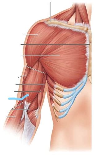 Muscles Cont Flashcards Quizlet