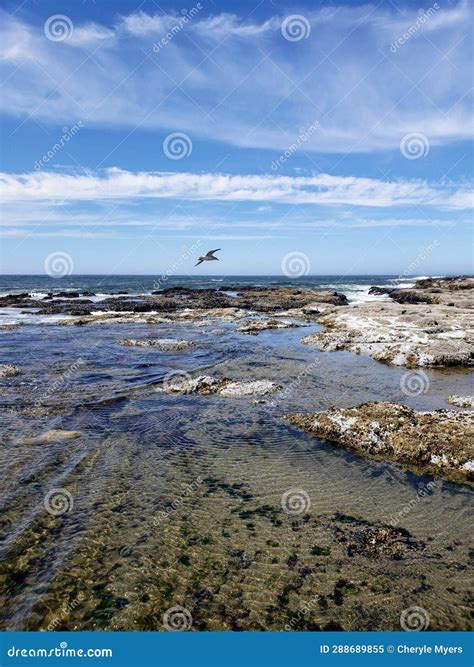 Bird Flying Along the Coast Line Sea Gull Stock Image - Image of flying