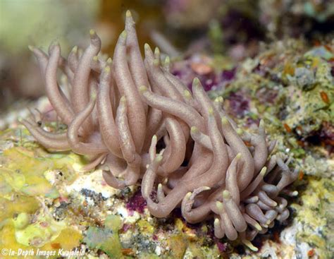 Phyllodesmium Briareum Nudibranch Anilao