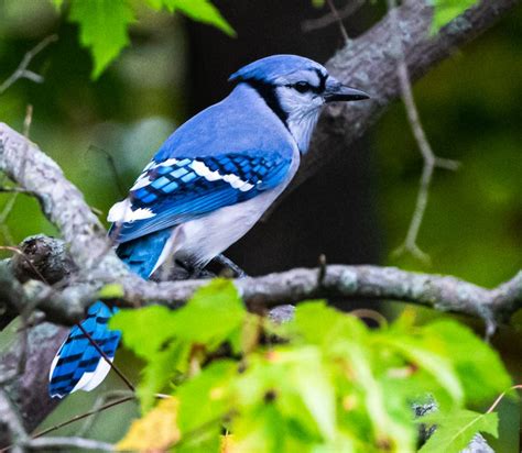 Blue Jay | Migration | Indiana Dunes