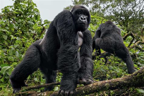 Rwanda Safari Beyond Gorilla Tours | Visit Rwanda