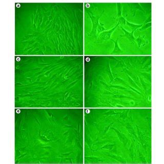 Cell Proliferation And Morphological Changes After Bmc Calcium