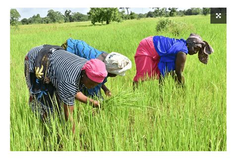 Riziculture dans la région de Kolda À Tonguia les femmes ne riz